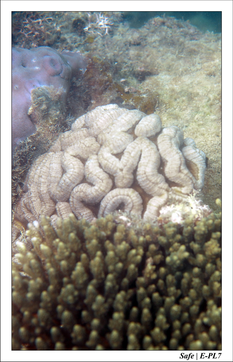 2018 - 08 - Pulau Besar - 02